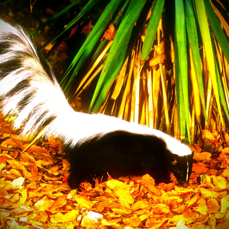 Hooded Skunk Seating Under The Tree WhatsApp DP Image