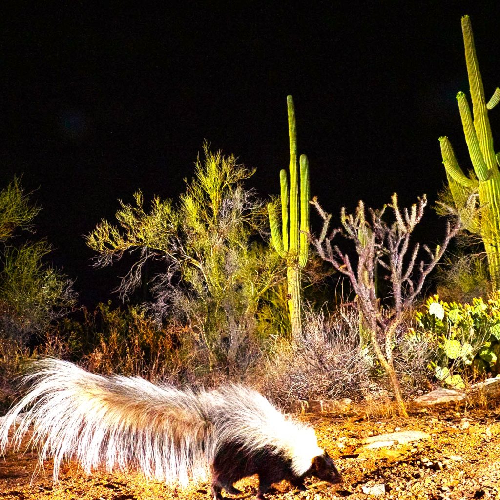 Hooded Skunk Walking In Night In The Forest WhatsApp DP Image