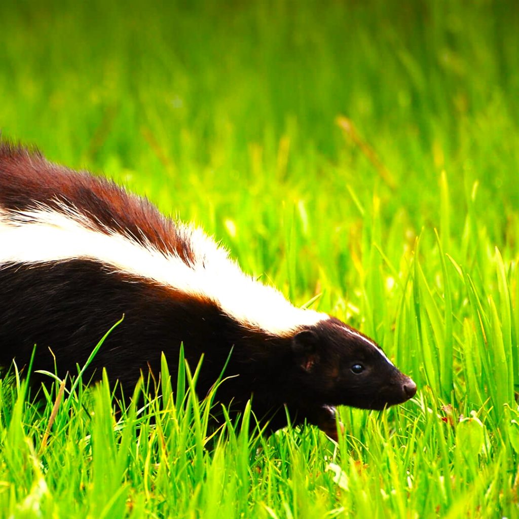 Hooded Skunk Walking In The Farm WhatsApp DP Image