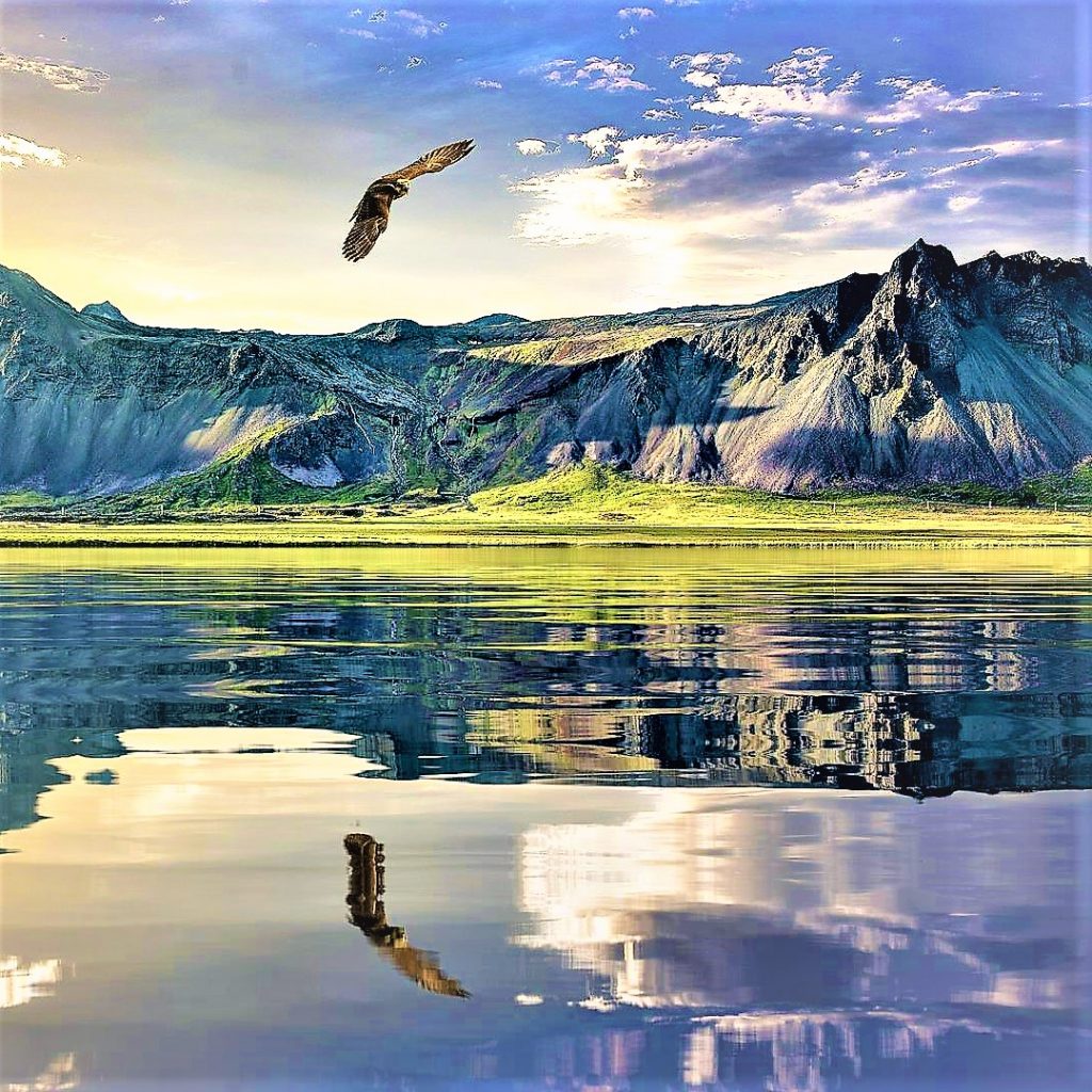 In Lake Water Eagle Reflection WhatsApp DP Image