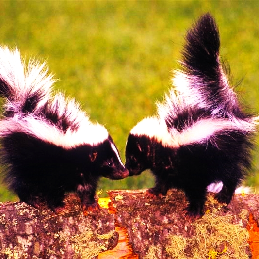Striped Skunk Couple Kissing Each Other WhatsApp DP Image
