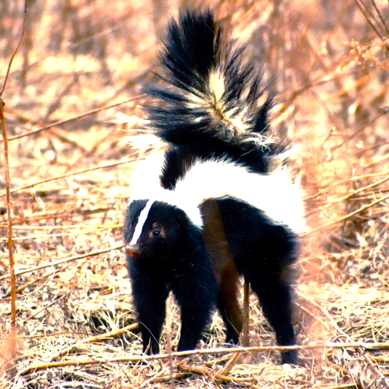 Striped Skunk Defence Pose WhatsApp DP Image