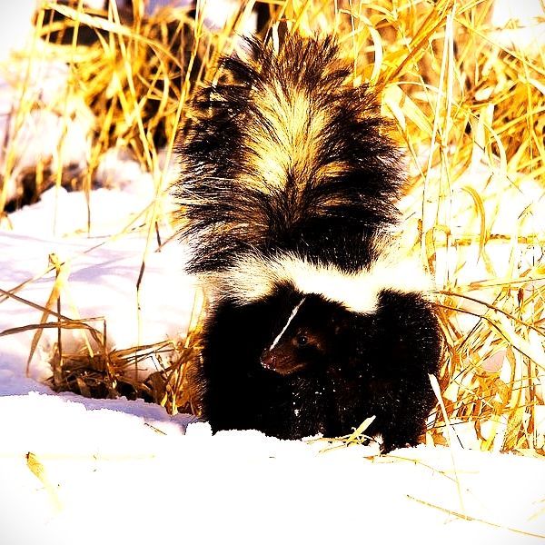 Striped Skunk Enjoying Snowland WhatsApp DP Image