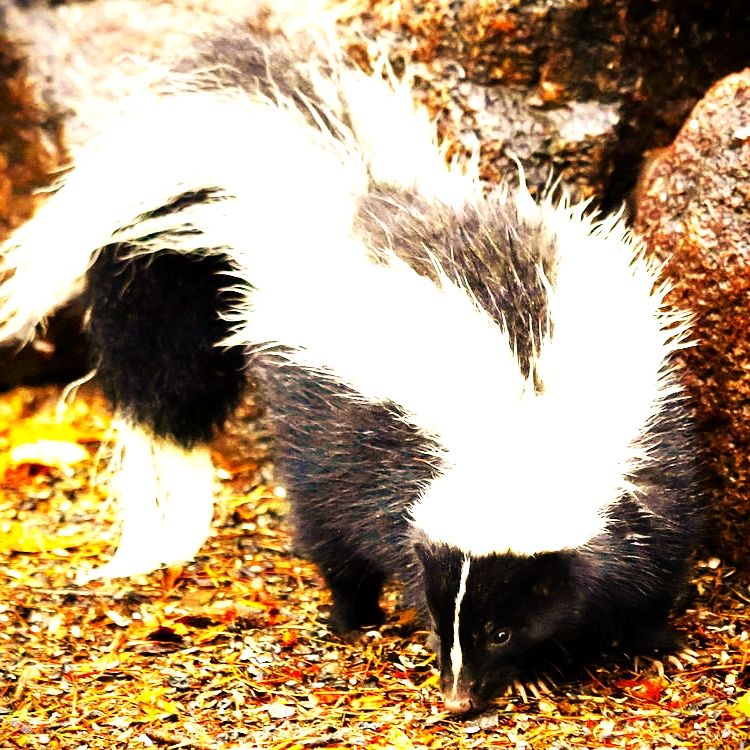 Striped Skunk Face Nature WhatsApp DP Image