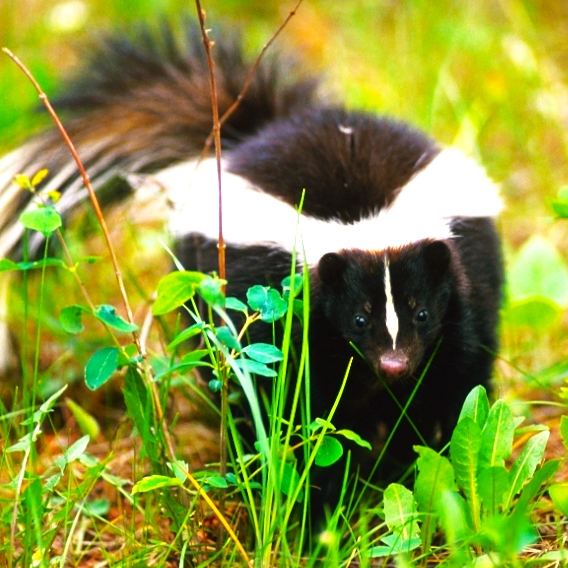 Striped Skunk Playing In Grass Bush In Forest WhatsApp DP Image