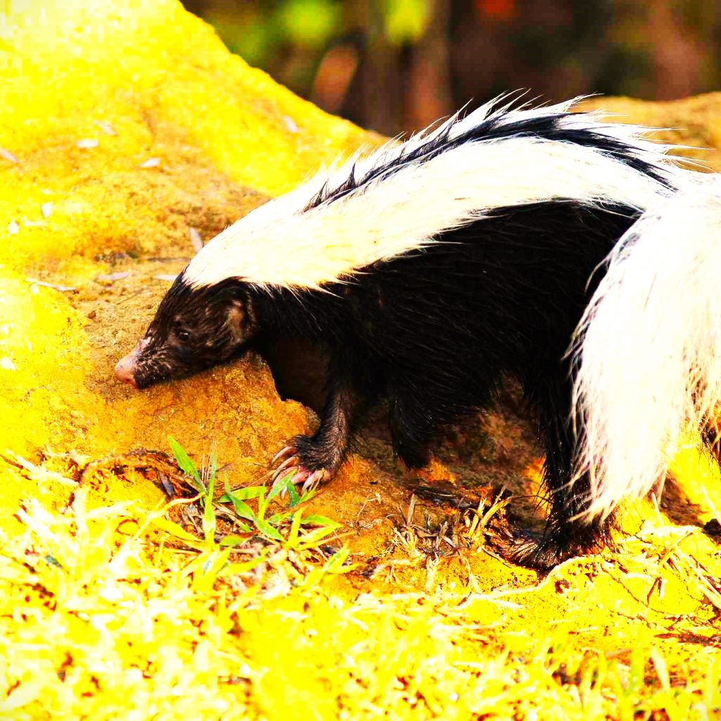 Striped Skunk Playing With Sand WhatsApp DP Image