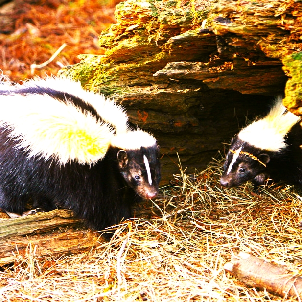 Striped Skunk Seating Cave Side WhatsApp DP Image