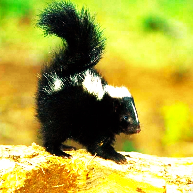 Striped Skunk Standing On Trunk WhatsApp DP Image