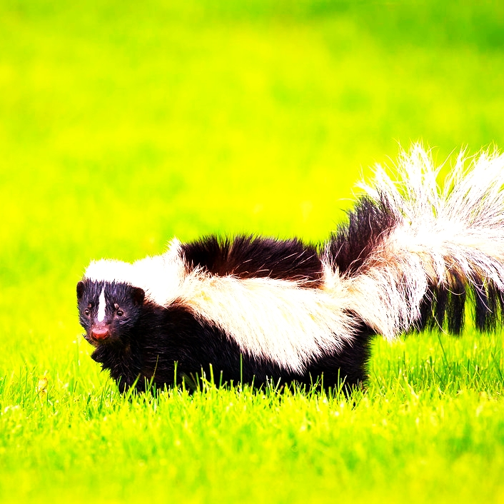Striped Skunk Will Usually Only Attack When Cornere WhatsApp DP Image