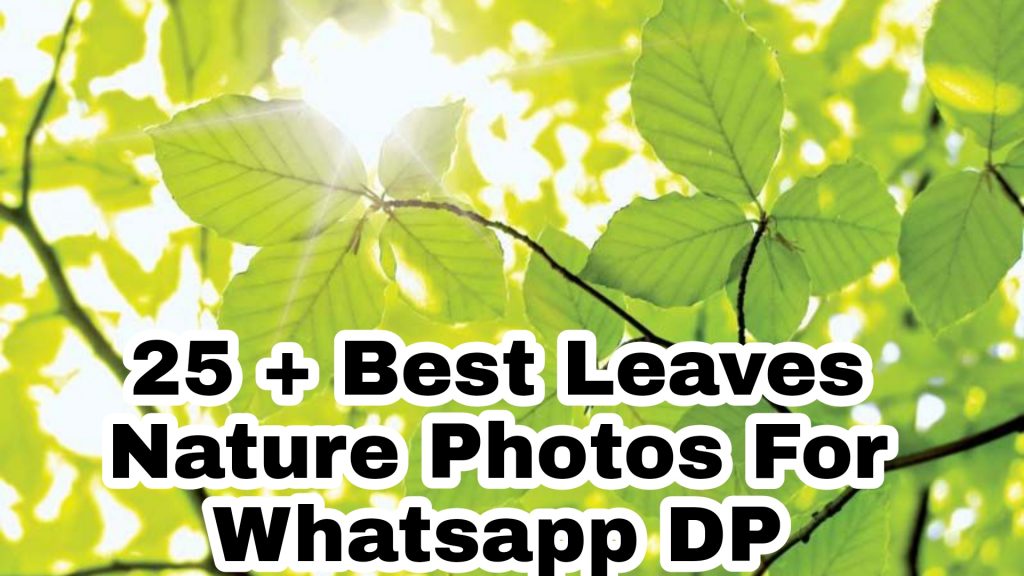 25+ Best Leaves Nature Images