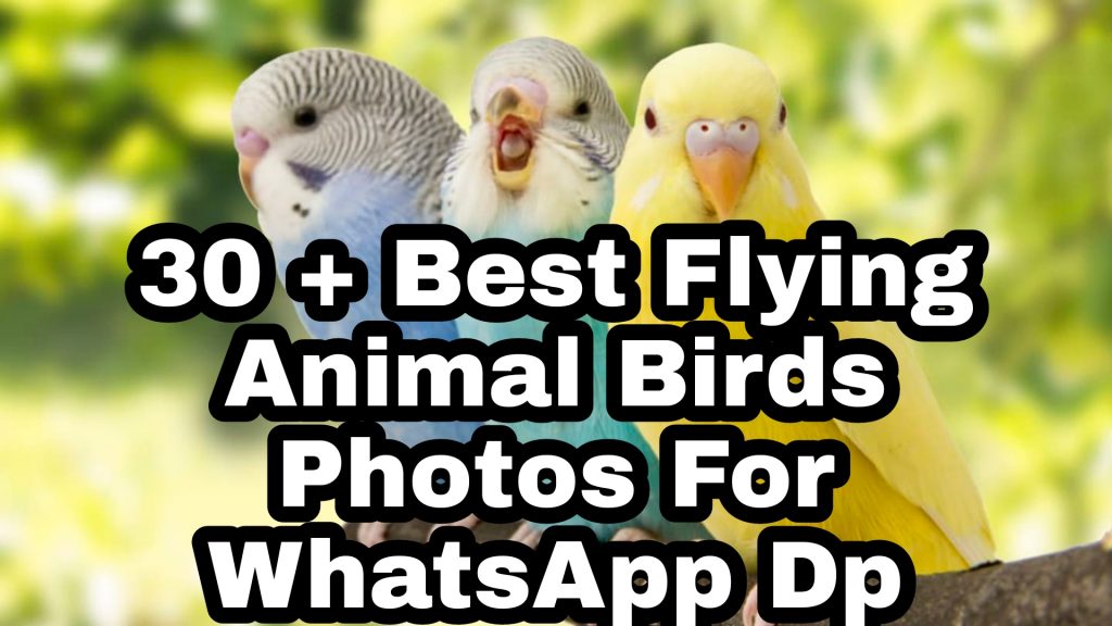 30+ Best Bird Images