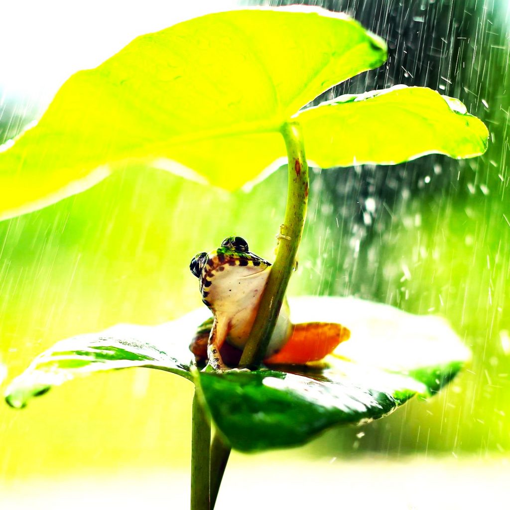 A Frog Seating On The Leaves In The Rain Time WhatsApp DP Image