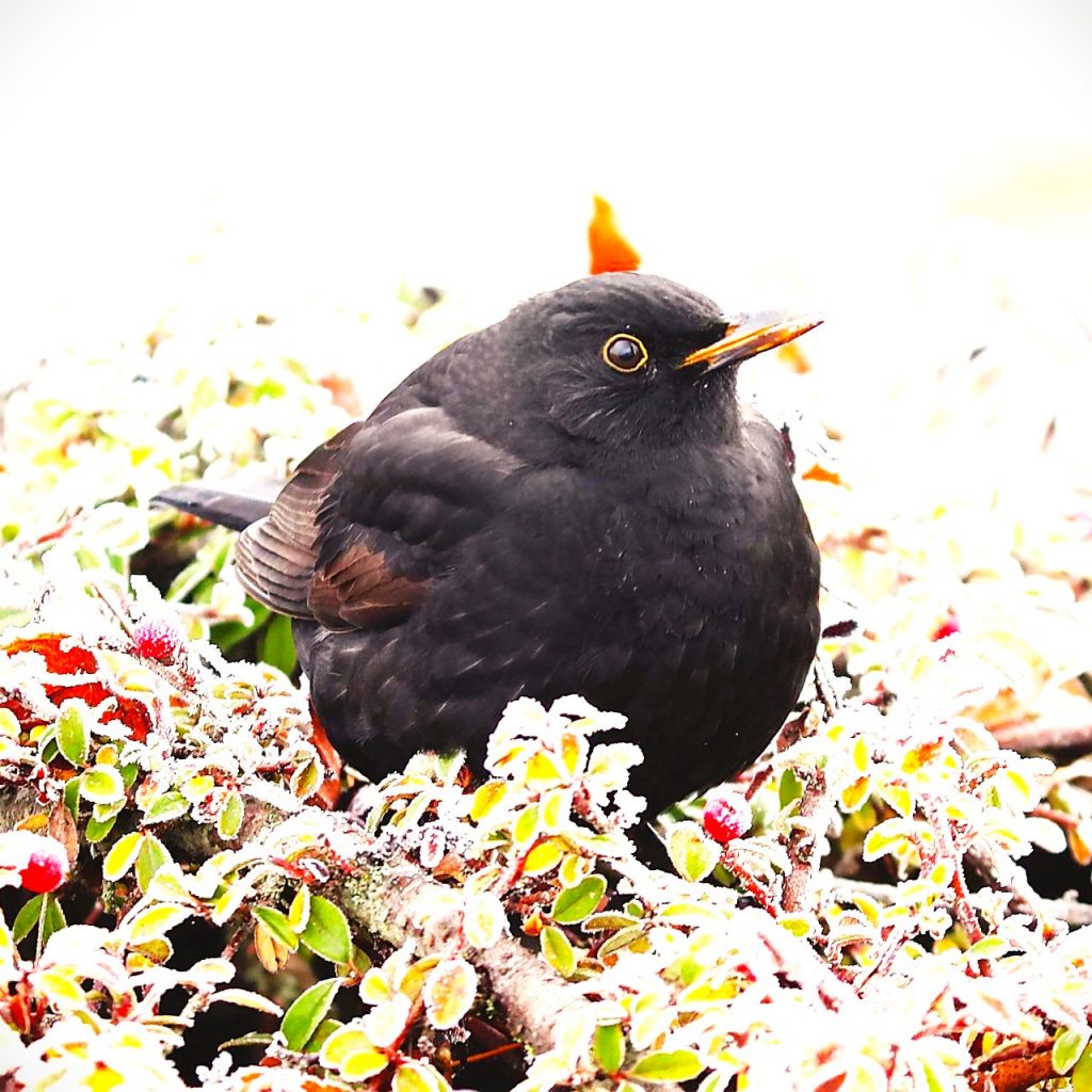 Black Bird In Winter WhatsApp DP Image