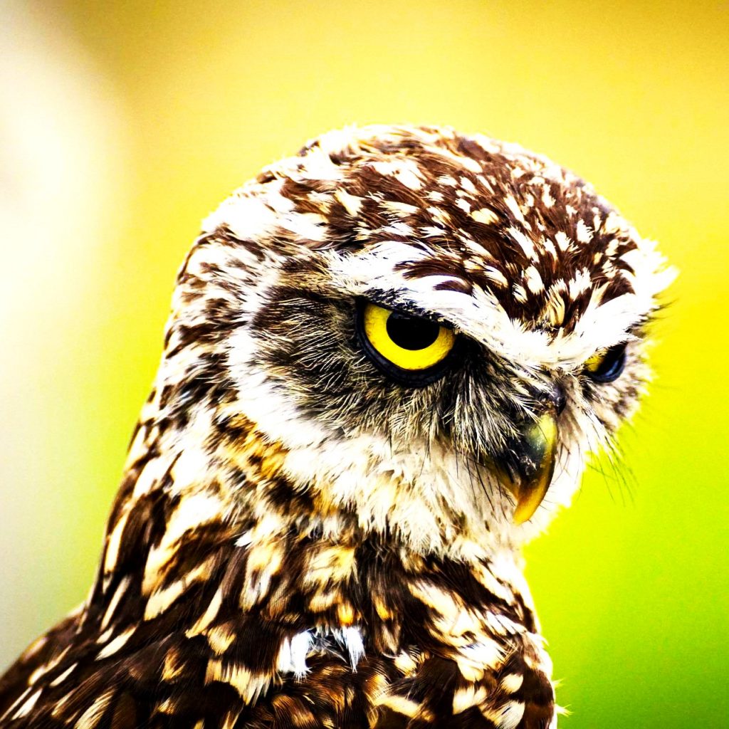 Burroing Owl WhatsApp DP Image
