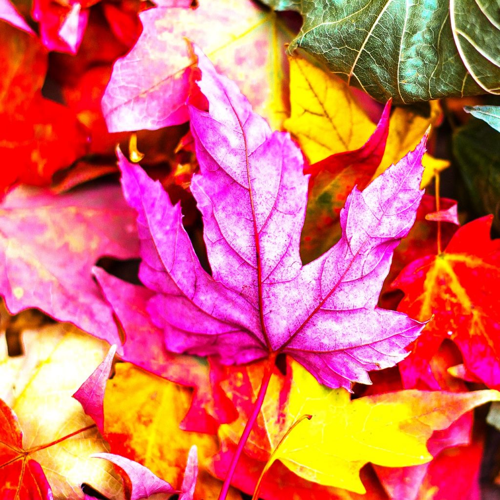 Colorful Leaves WhatsApp DP Image