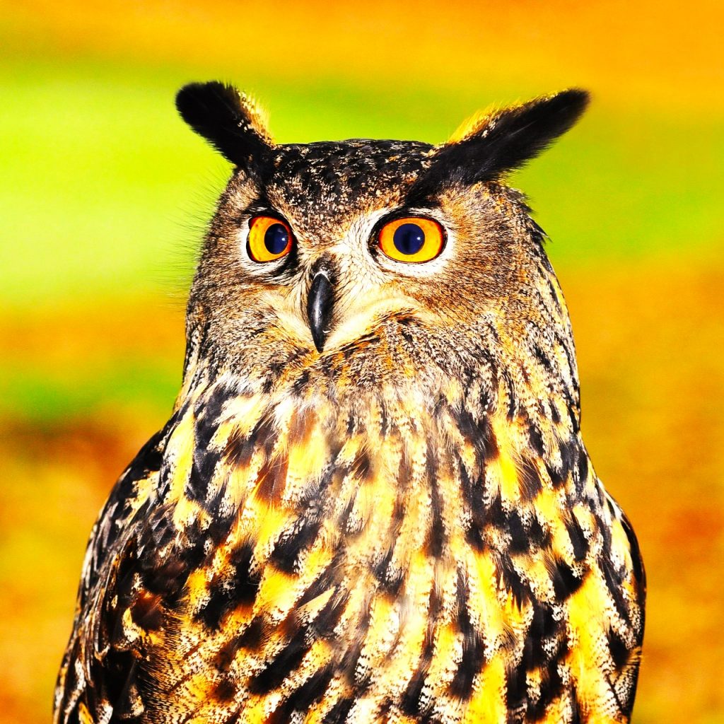 European Eagle Owl Bird WhatsApp DP Image