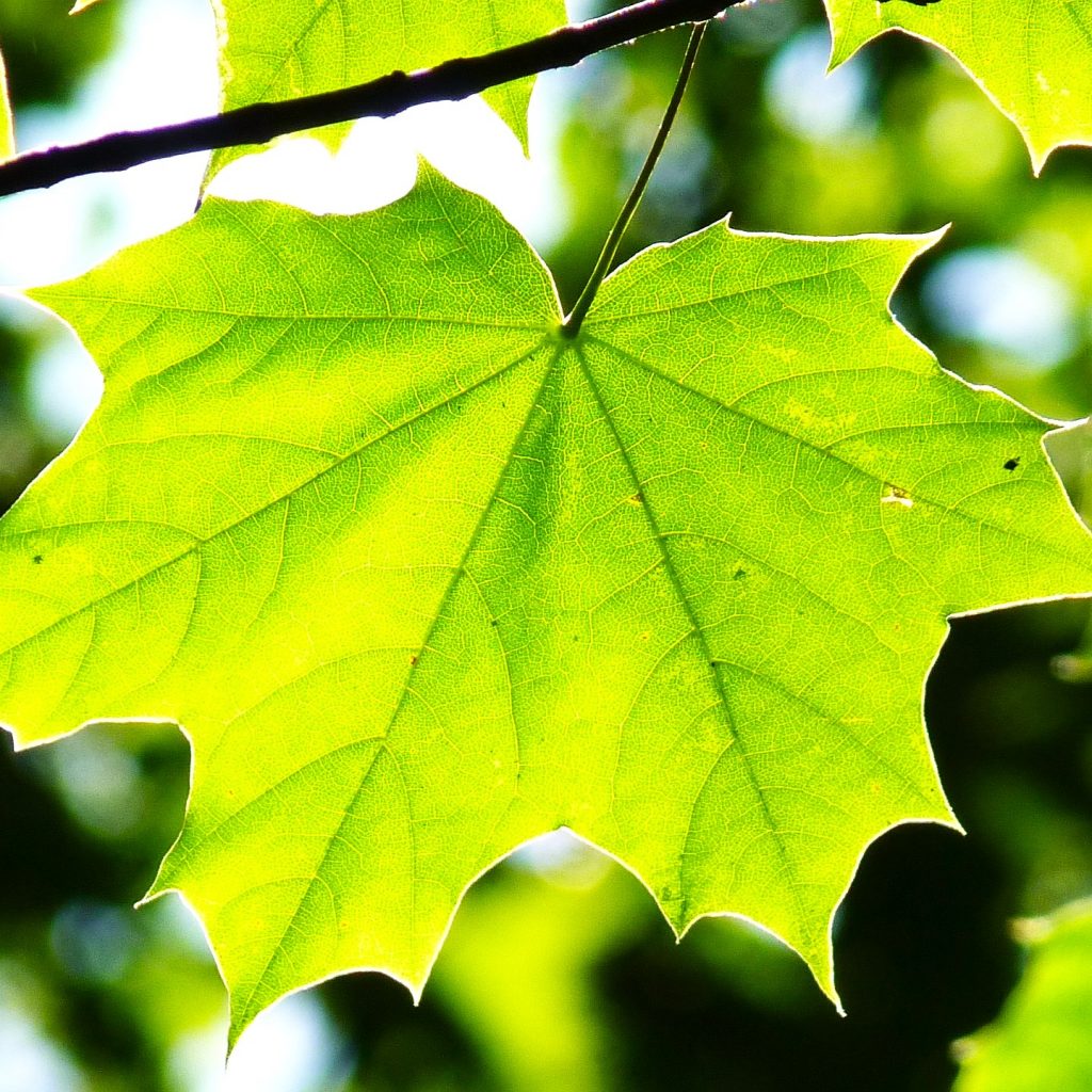 Green Maple Leaves WhatsApp DP Image