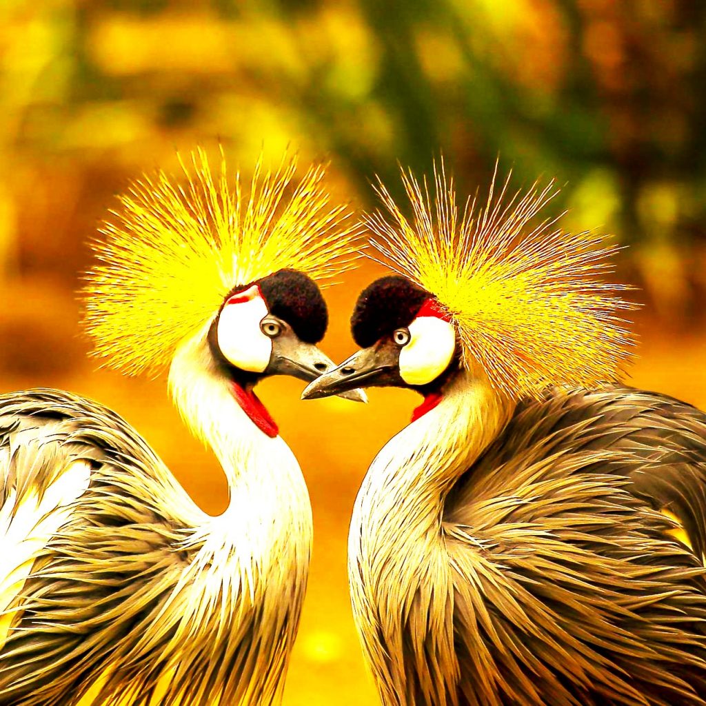 Grey Crowned Cranes WhatsApp DP Image