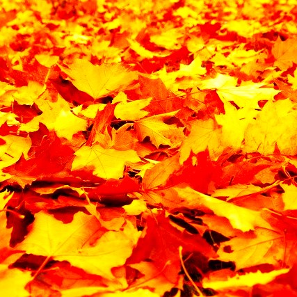 In The Autumn Season Leaves Are Fall On Road WhatsApp DP Image