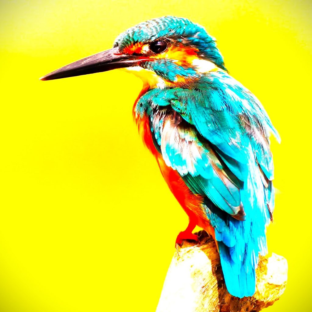 Kingfisher Bird WhatsApp Image