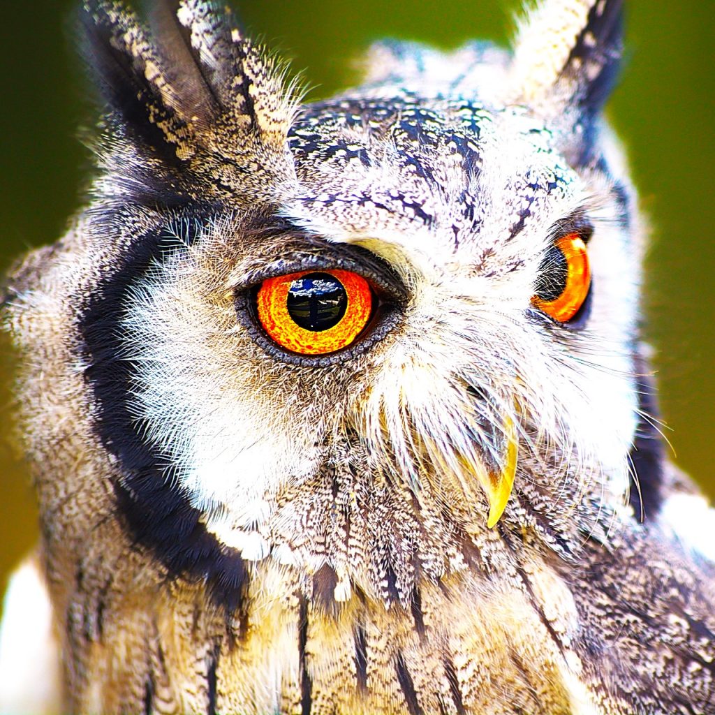 Owl Bird Eyes WhatsApp DP Image