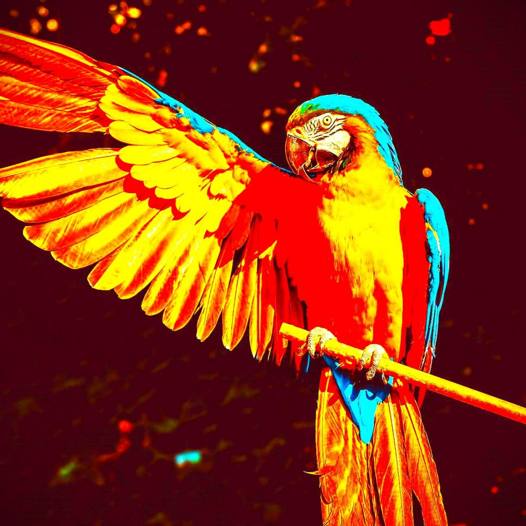 Parrot Bird Wings WhatsApp DP Image