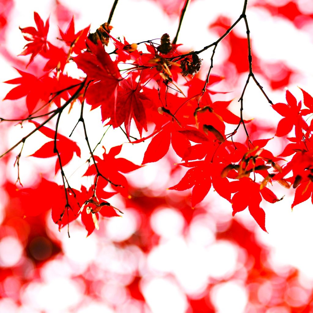 Red Maple Leaves WhatsApp DP Image