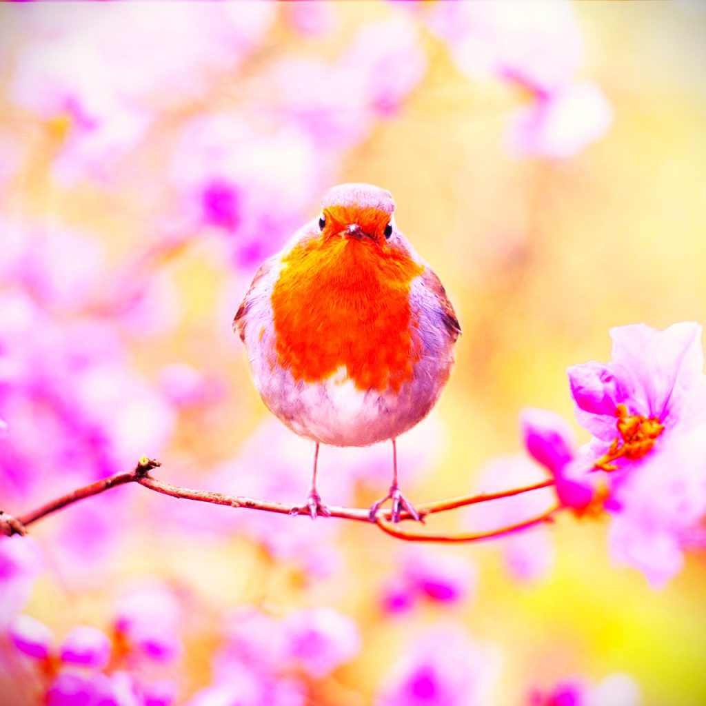 Robin Bird In Spring Season WhatsApp DP Image