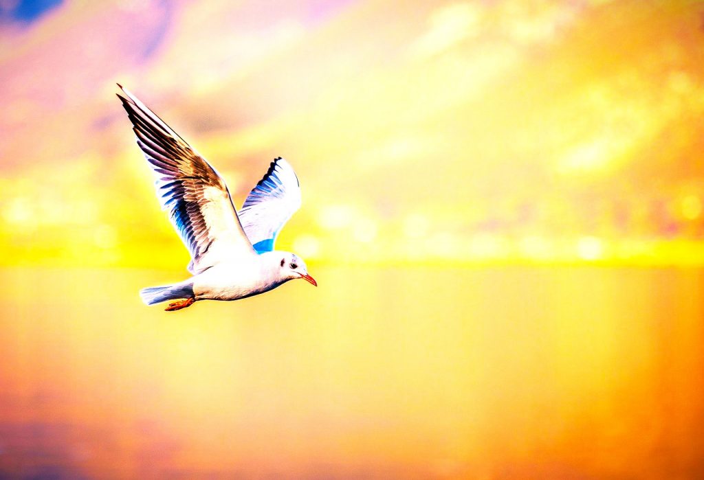 Seagull Flying Wings WhatsApp DP Image