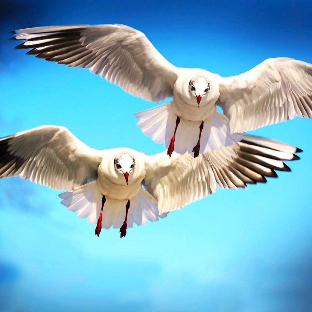 Seagulls Bird WhatsApp DP Image