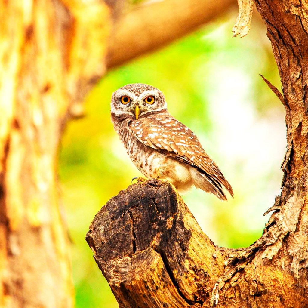 Spotted Owlet Bird WhatsApp DP Image