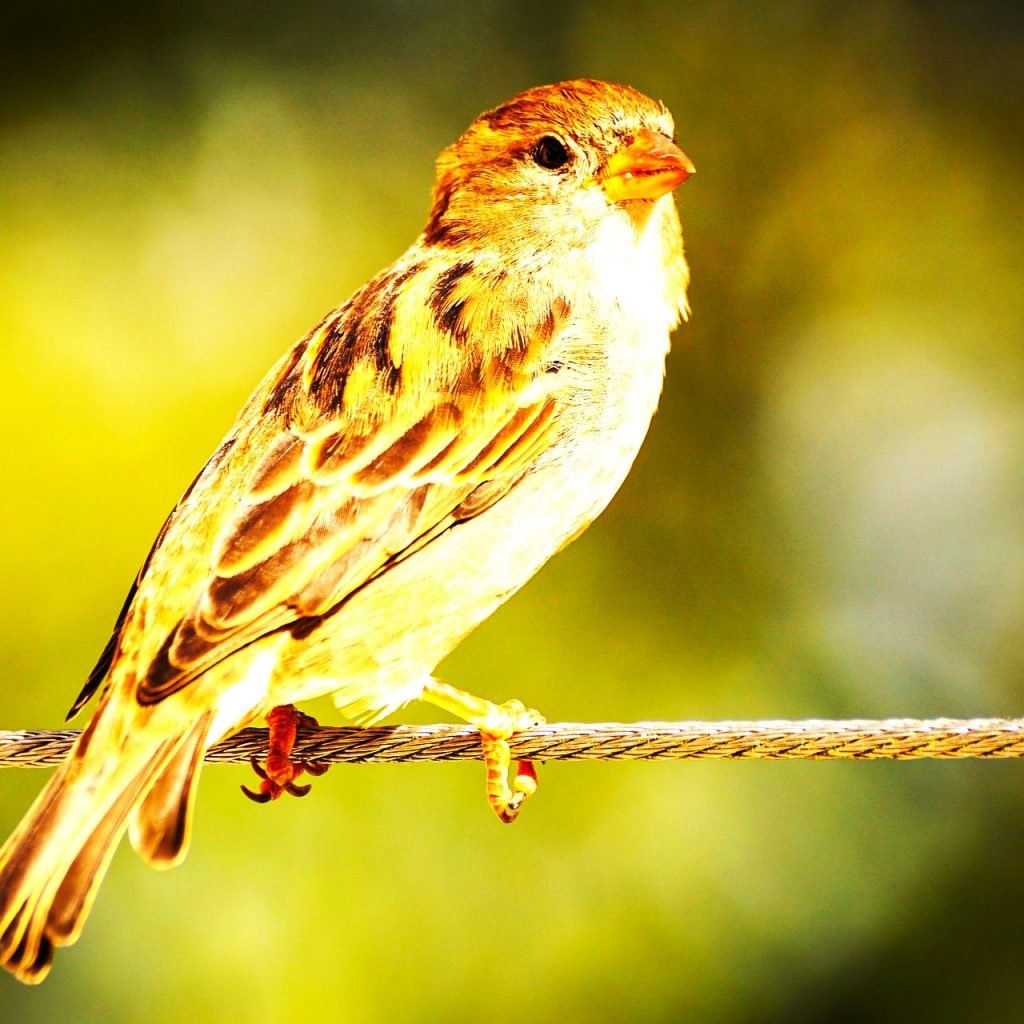 Sparrow Bird Perched On Rope WhatsApp DP Image