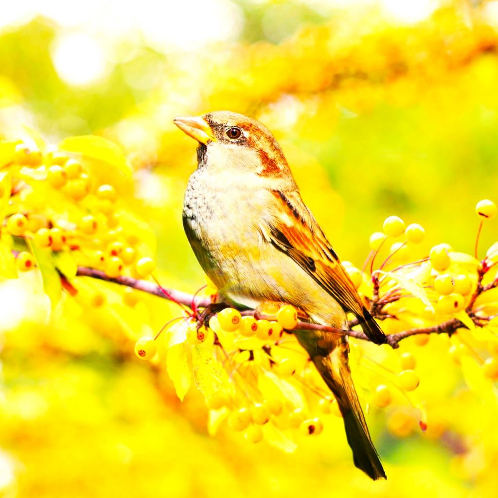 Sparrow Bird Seating On A Beery Branch WhatsApp DP Image