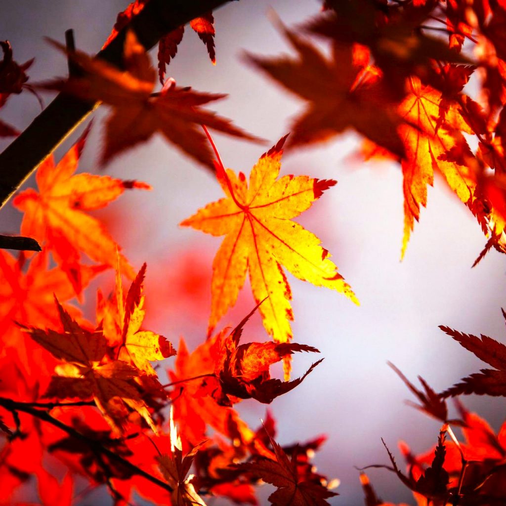 Sunset View Of Maple Leaves WhatsApp DP Image