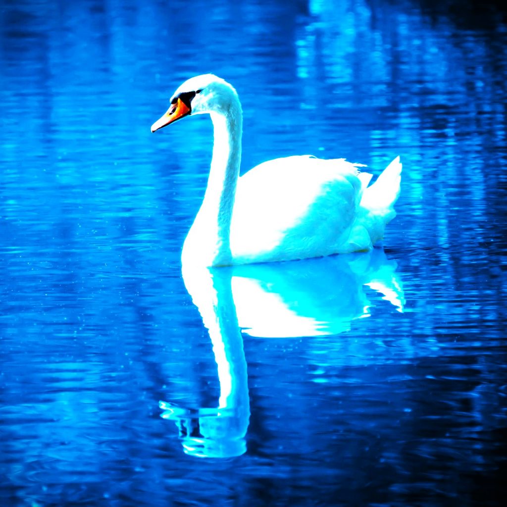 Swan Bird WhatsApp DP Image